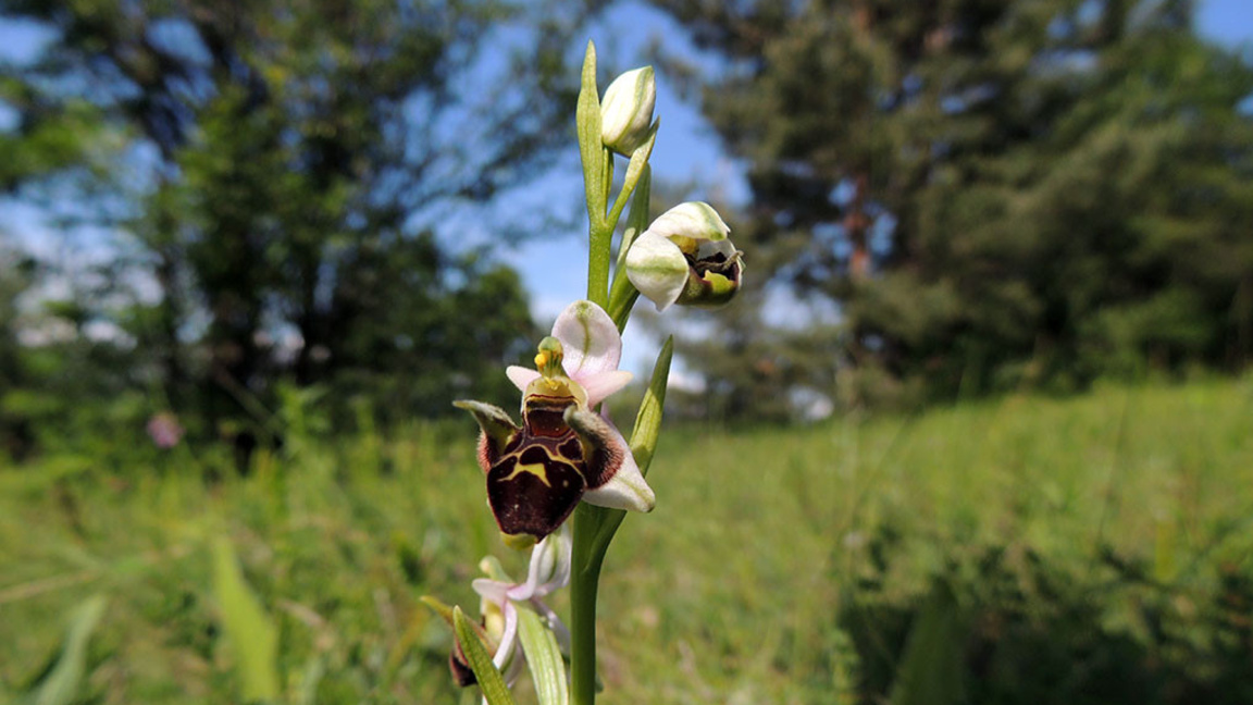 Пчели (снимка: Джули Костова, група "Растенията в България")