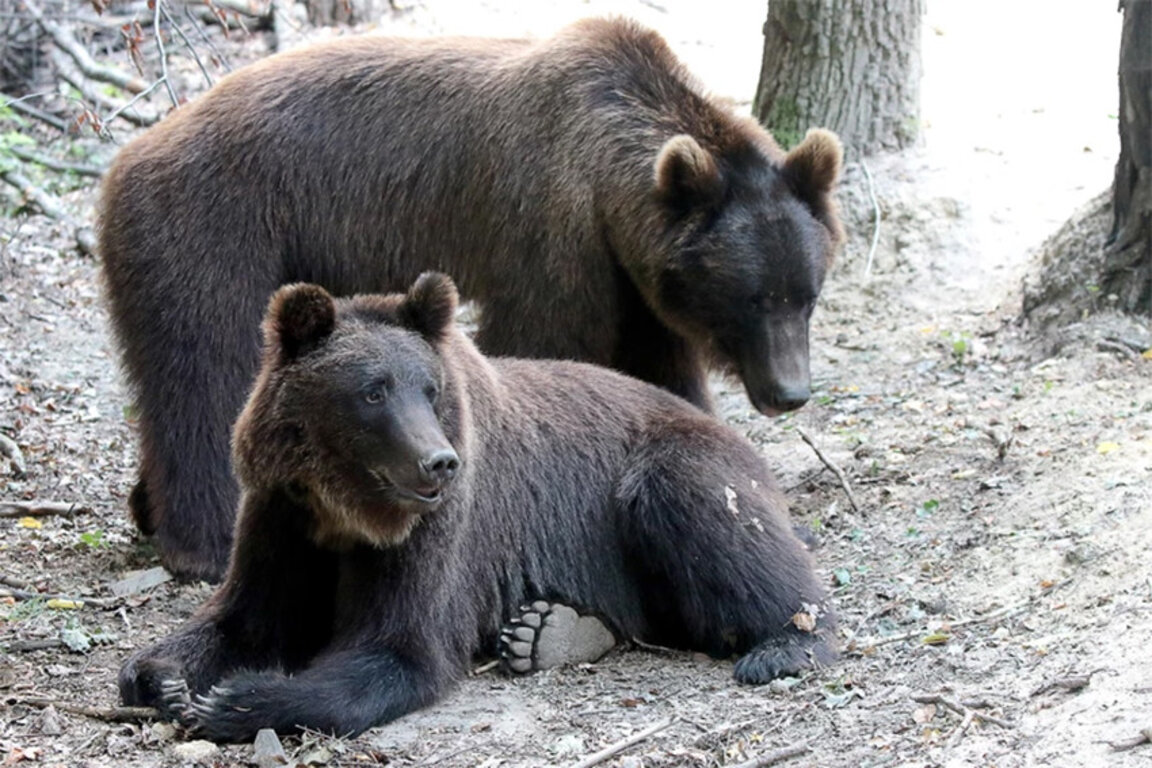 Young bears from Ukraine have found shelter in Bulgaria