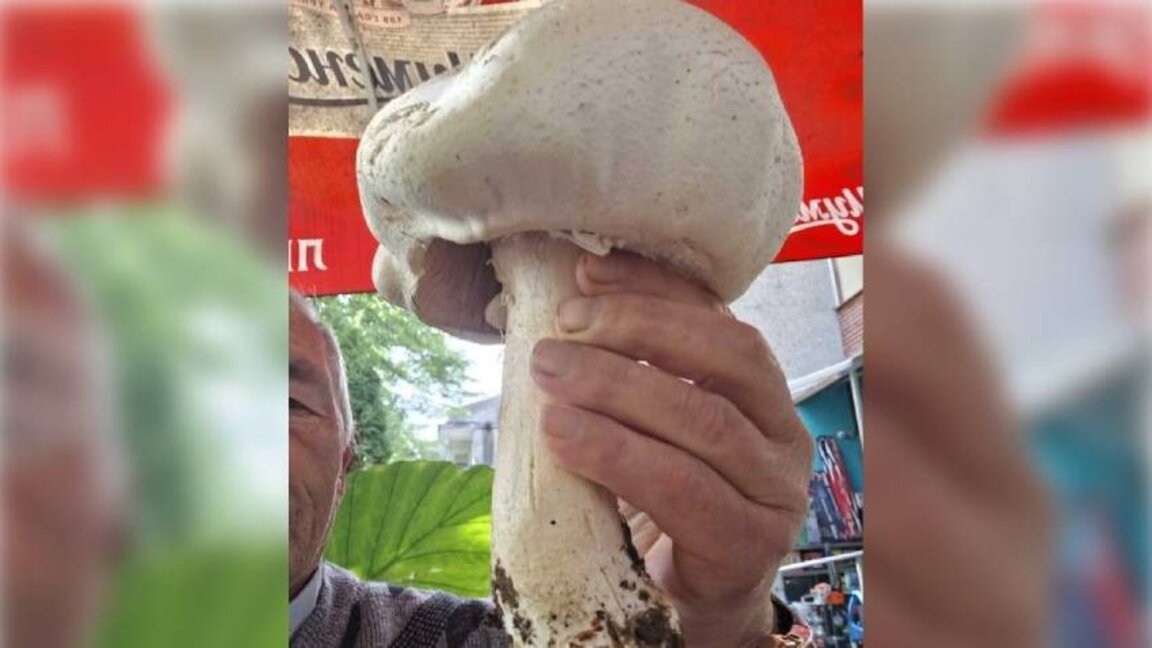 Omurtag'ın Obitel köyüne yakın dev mantar bulundu