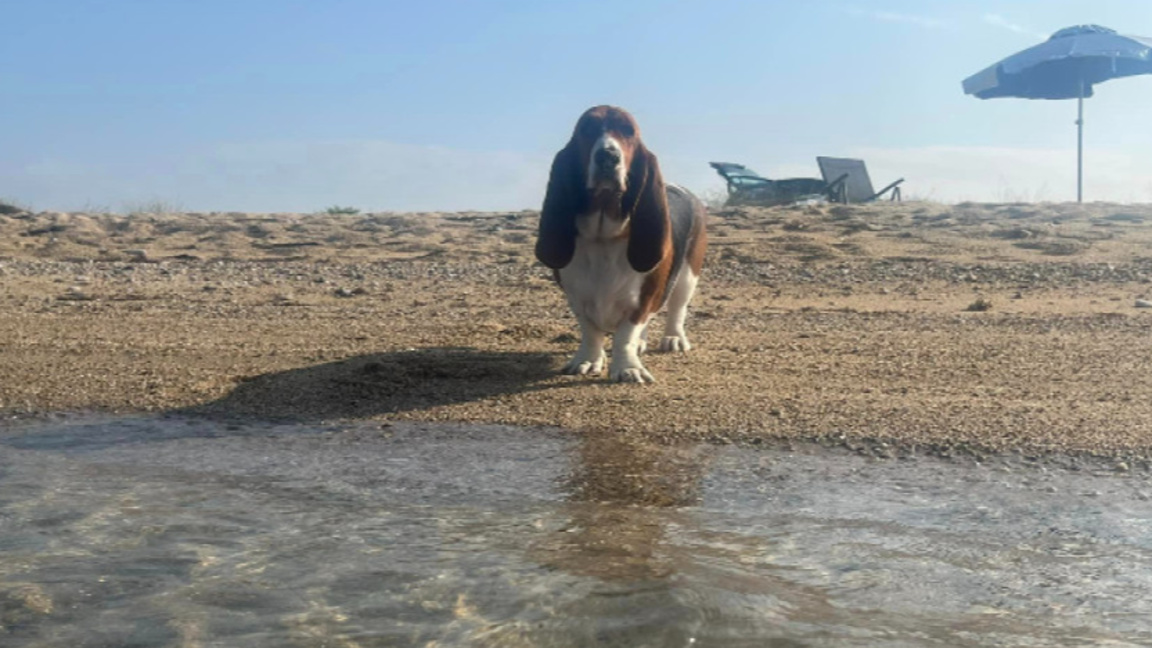 С куче на море