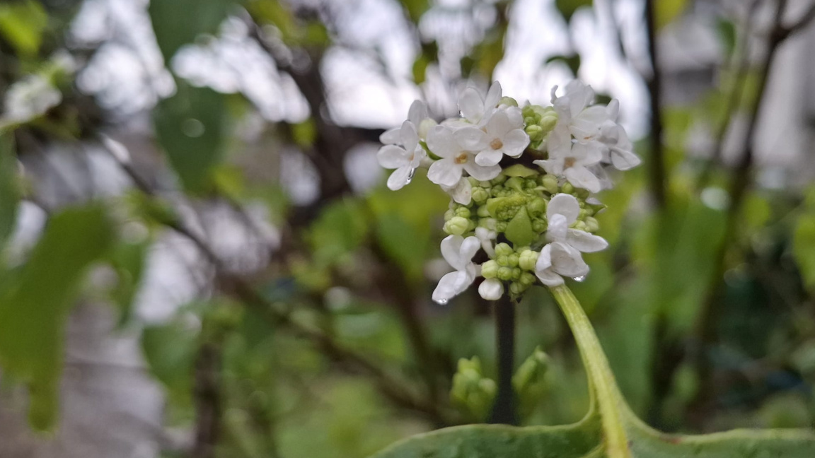 Цъфнал люляк на Никулден
