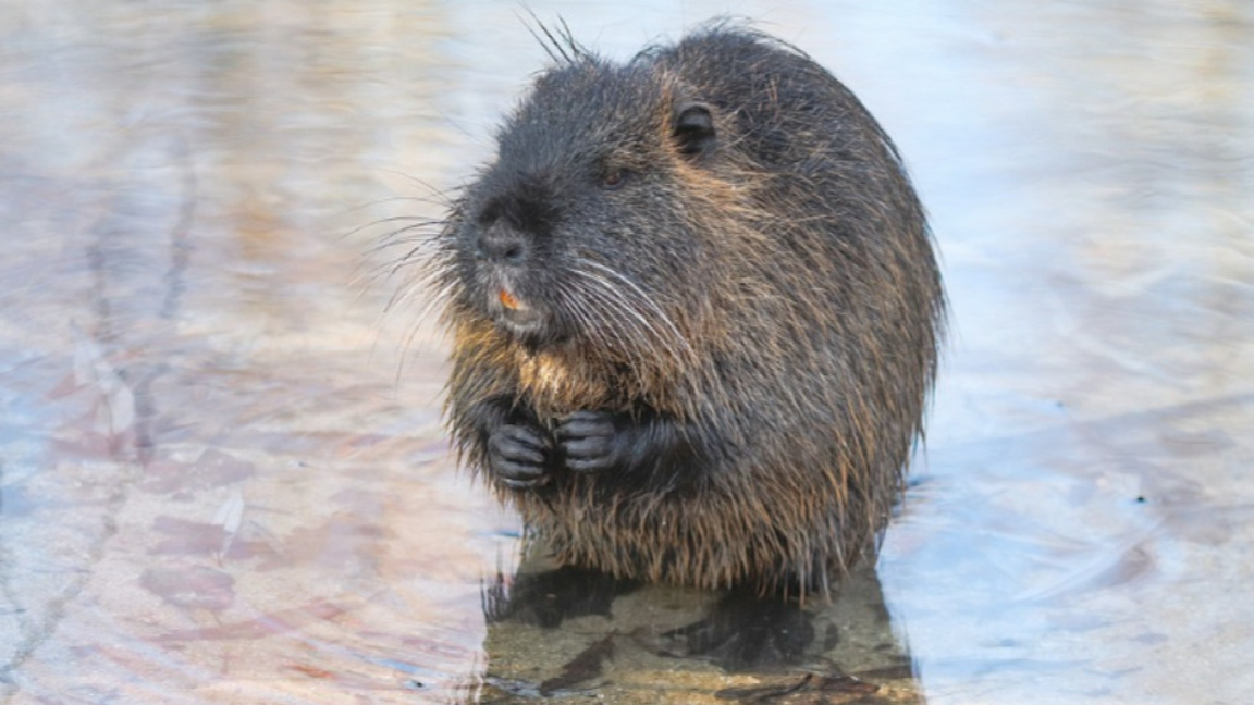 След 150 години бобрите се завърнаха в България