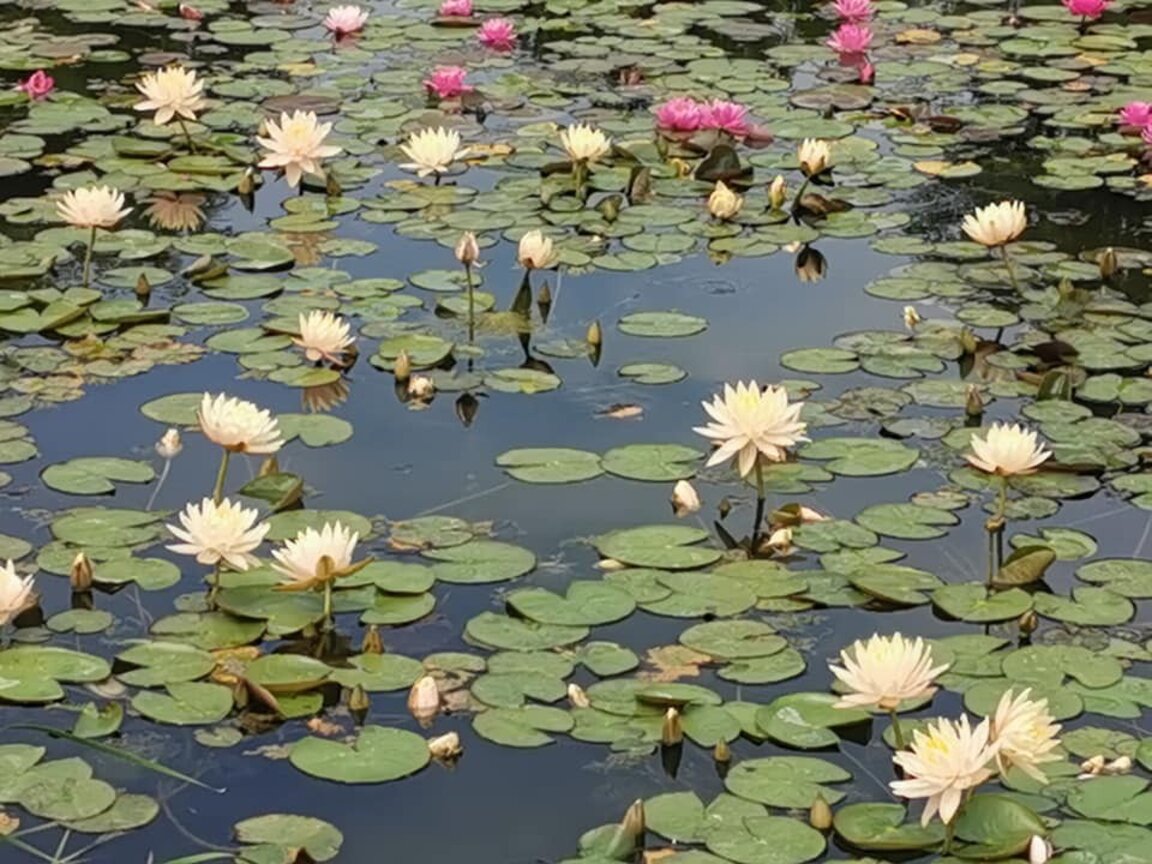 Художници, вдъхновени от Клод Моне, ще рисуват водни лилии