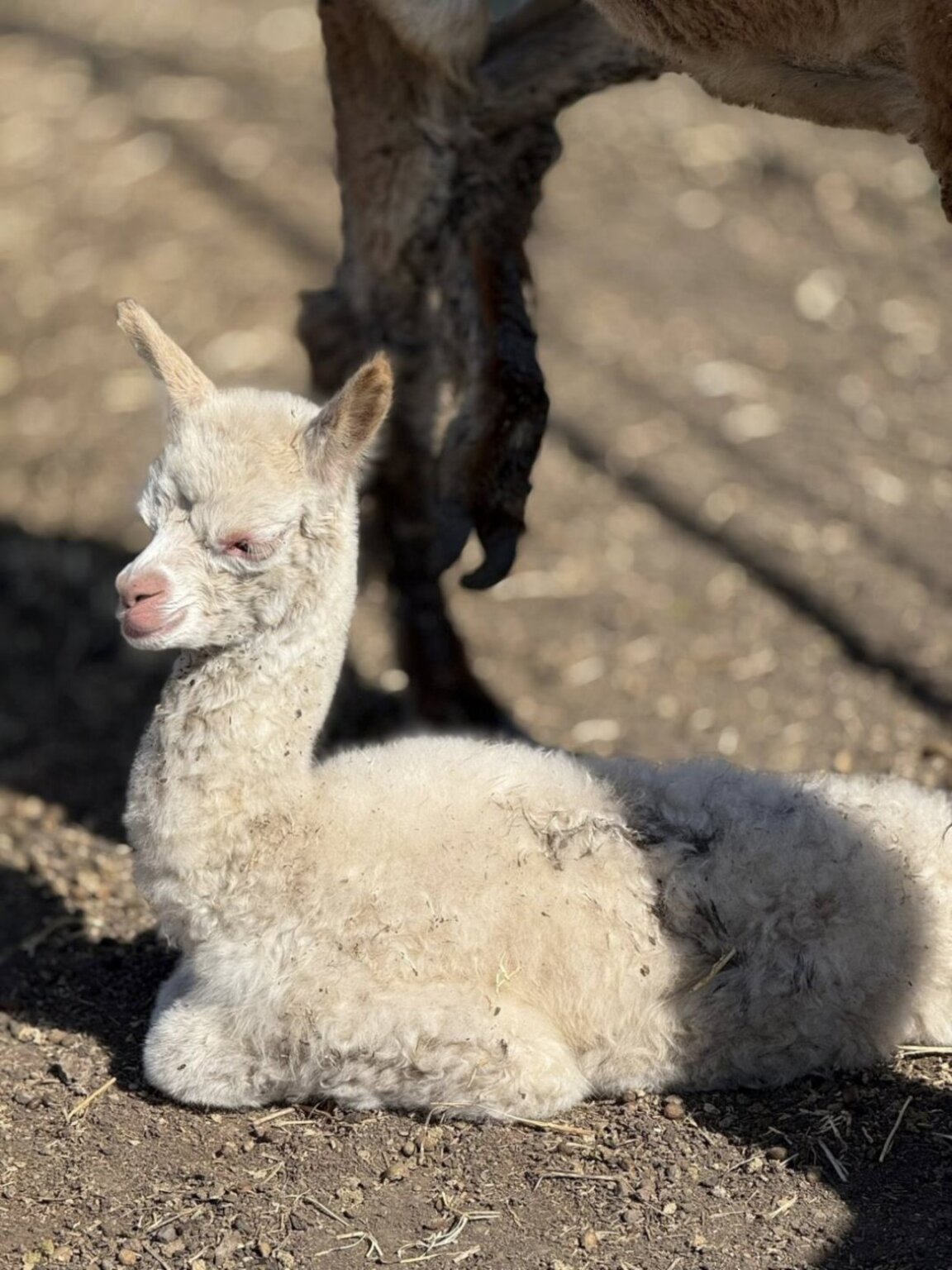 Новороденото бебе алпака в Бургаския зоопарк.