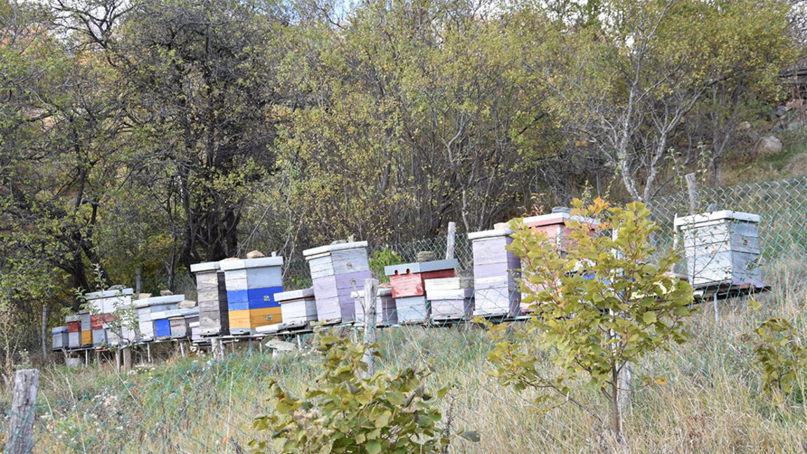 La Bosilegrad a început înregistrarea de toamnă a stupilor de albine