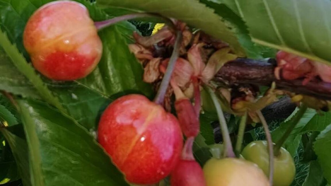Kirscherzeuger unzufrieden mit der Ernte