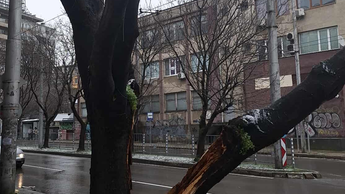 Разцепено от ствола дърво опасно е надвиснало над бул. "Сливница"