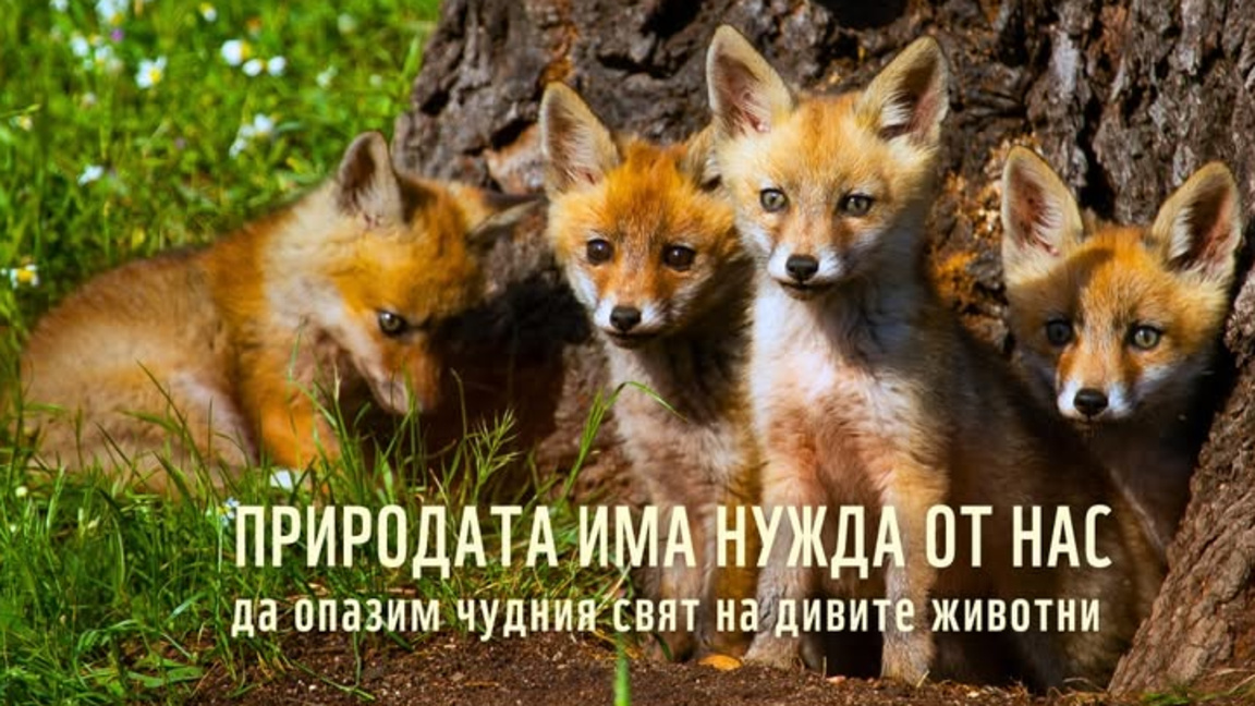 Гасим светлините за час в помощ на Земята