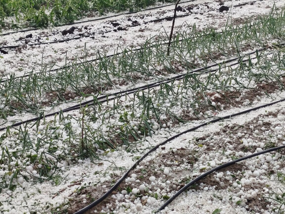 От утре започва приемът на заявления за обезщетения на стопаните в Новозагорско