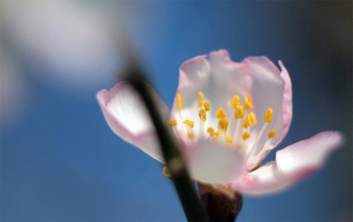 Производител: По-скъпи ще са родните плодове, заради измръзването на овошките от 70 до 100%