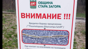 Община Стара Загора продължава мерките срещу боровата процесионка 