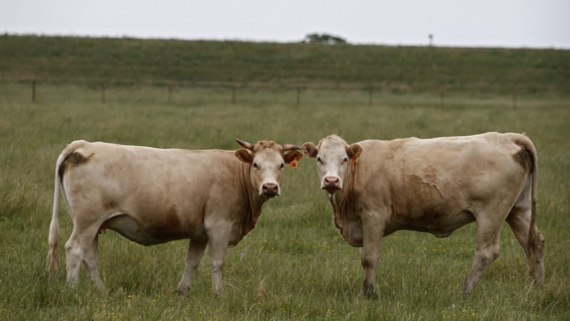 Up to 40% of Bulgaria’s registered livestock found to be ‘virtual’