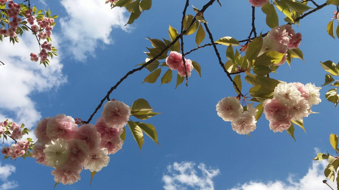 Победителите от седмия Международен конкурс за хайку "Мая Любенова"