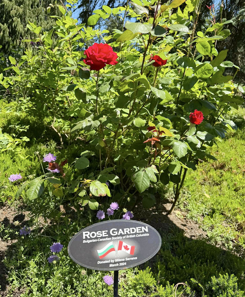 Bulgarian rose blossoms in Vancouver