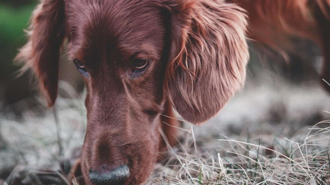 Куче по време на лов