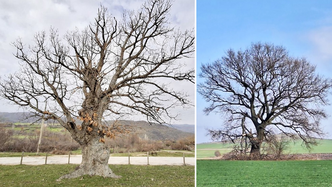 Bulgaria adds two 300-year-old trees to protected list