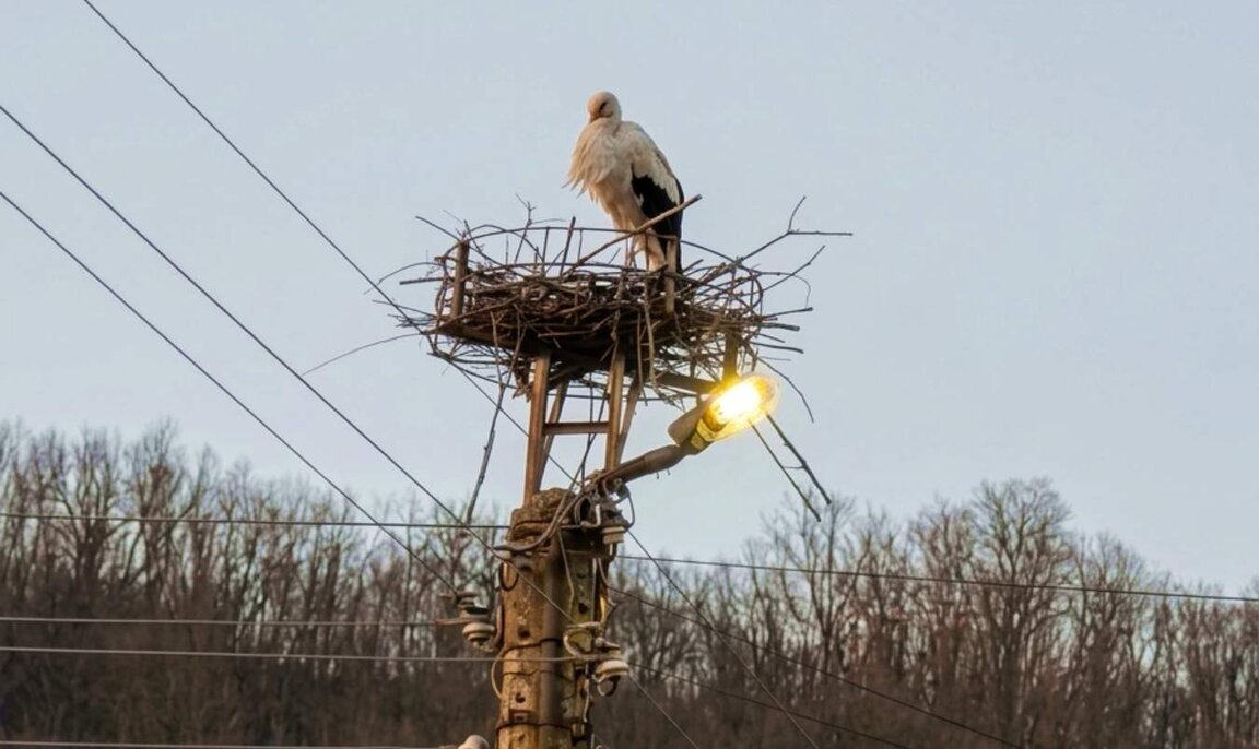 Щъркелът в Стеврек