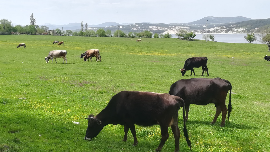 България иска помощ от Европа за производителите на краве мляко