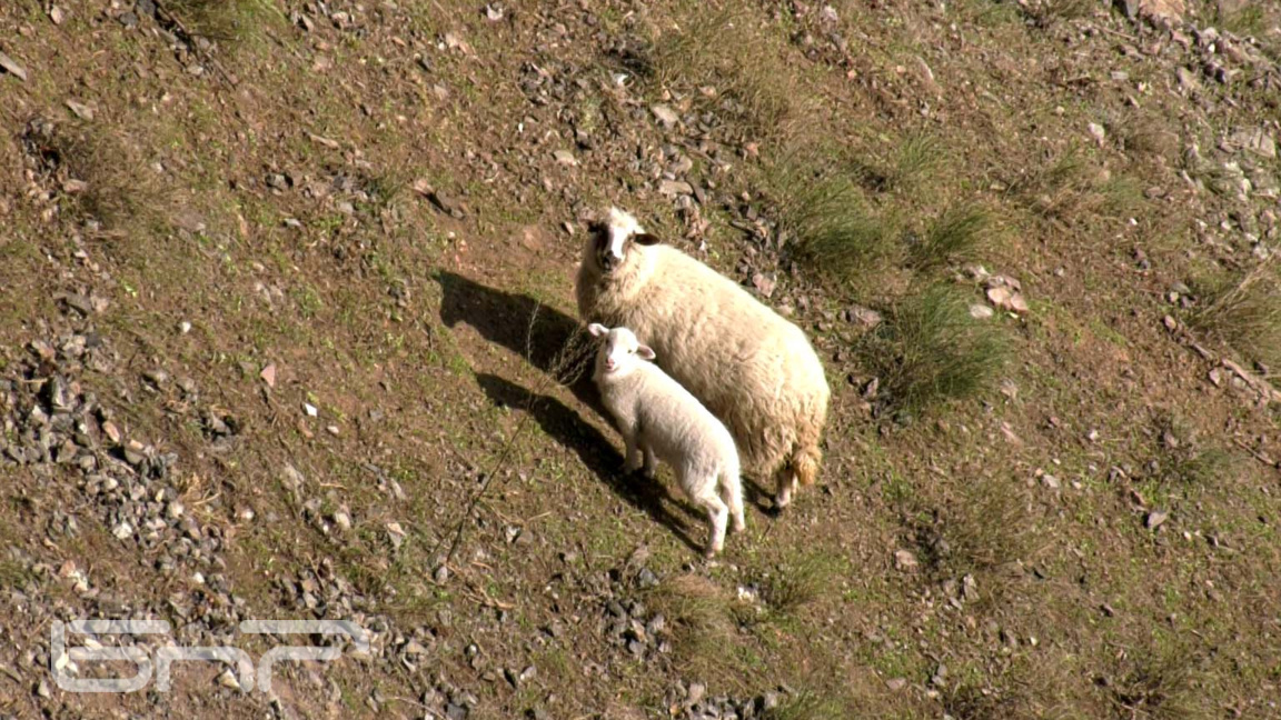 бедстващи овце