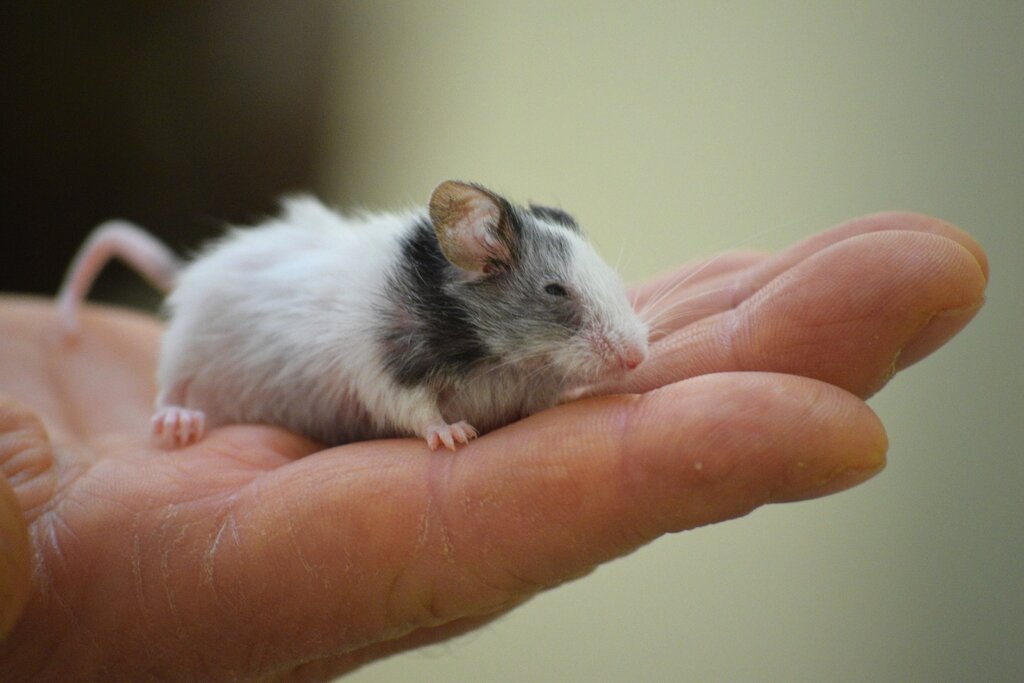 Китайска панда