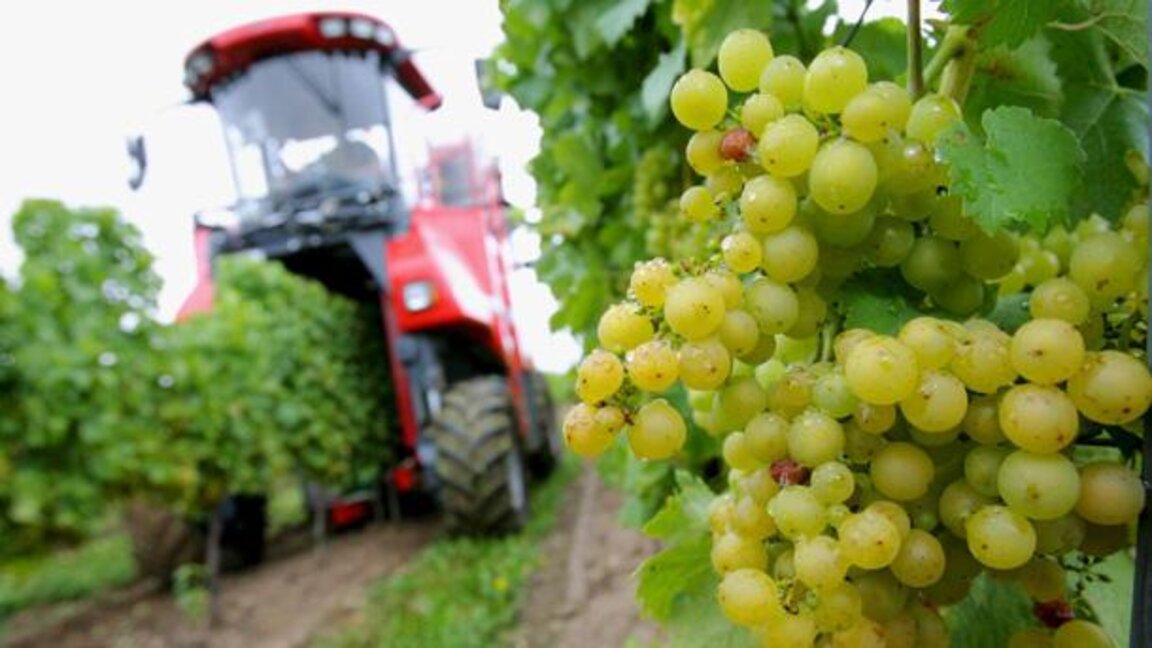 Viticultorii: Bulgaria ar trebui să se promoveze ca o țară cu tradiții seculare în domeniul vinului