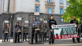 Депутати ще виждат хора в клетки, та да помислят за телетата