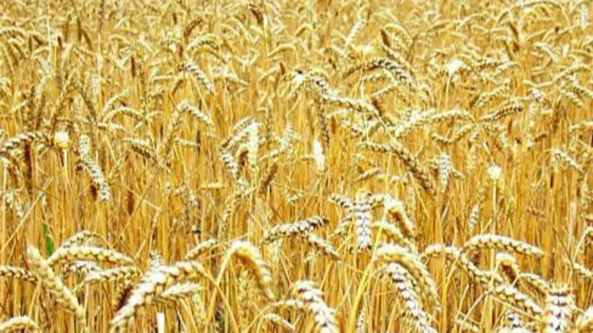 жито пшеница ниви жътва