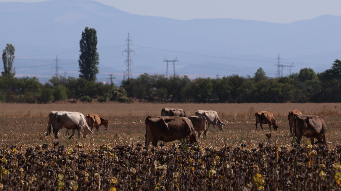 Българските Вероники не са толкова умни и похватни