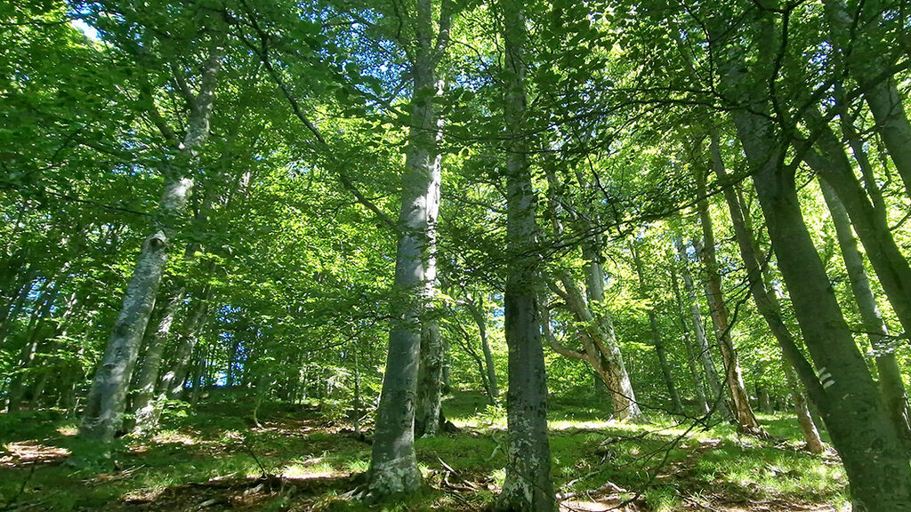 Plus de 400 entreprises bulgares ont une certification FSC...
