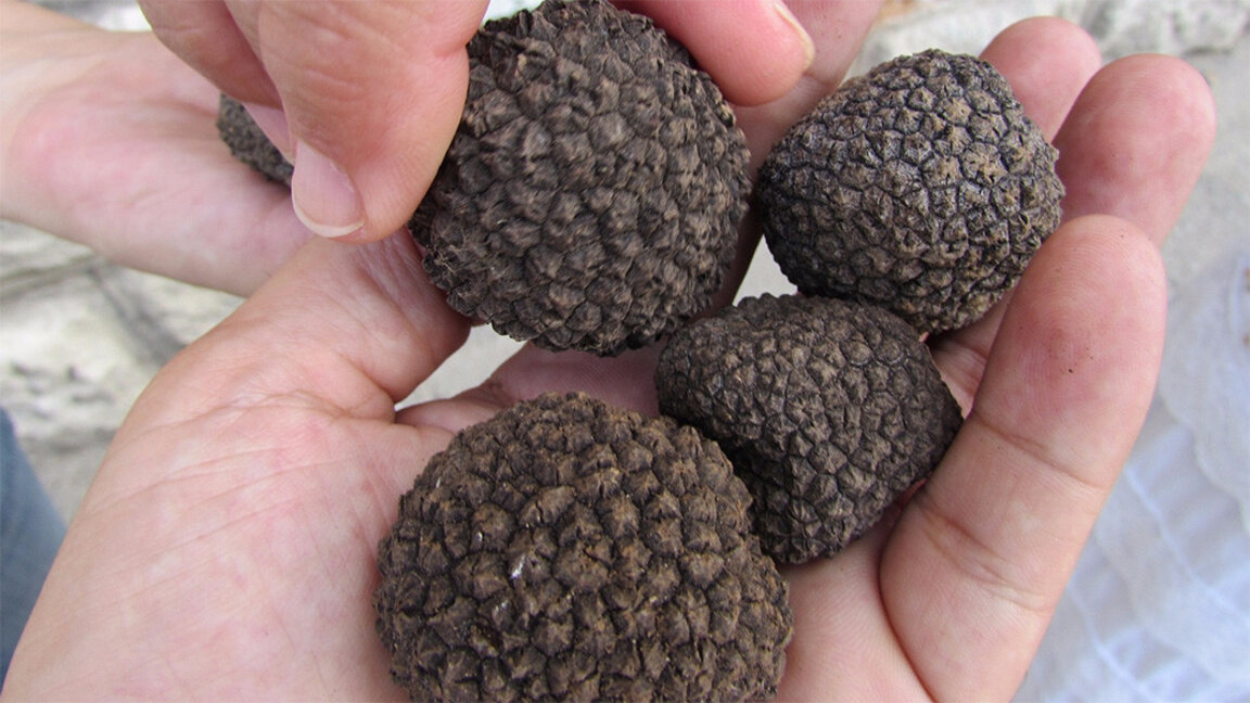 Черен трюфел
