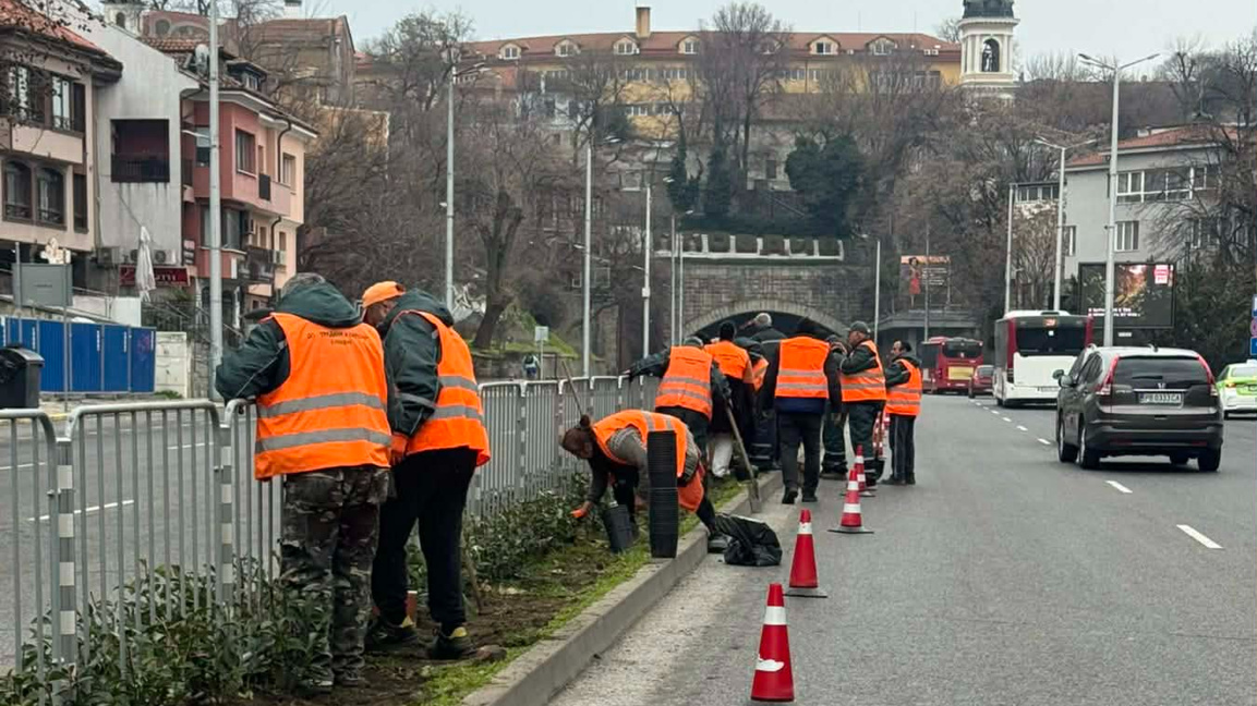 Хиляди рози, храсти и дървета засаждат на централен булевард в Пловдив