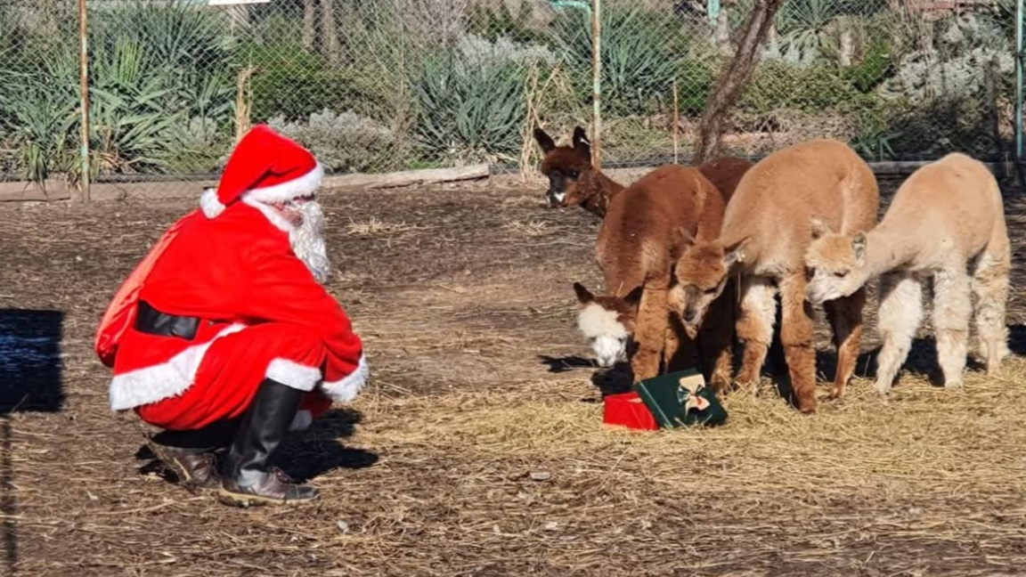 Los animales del zoológico de Burgas han recibido sus regalos de Papá Noel