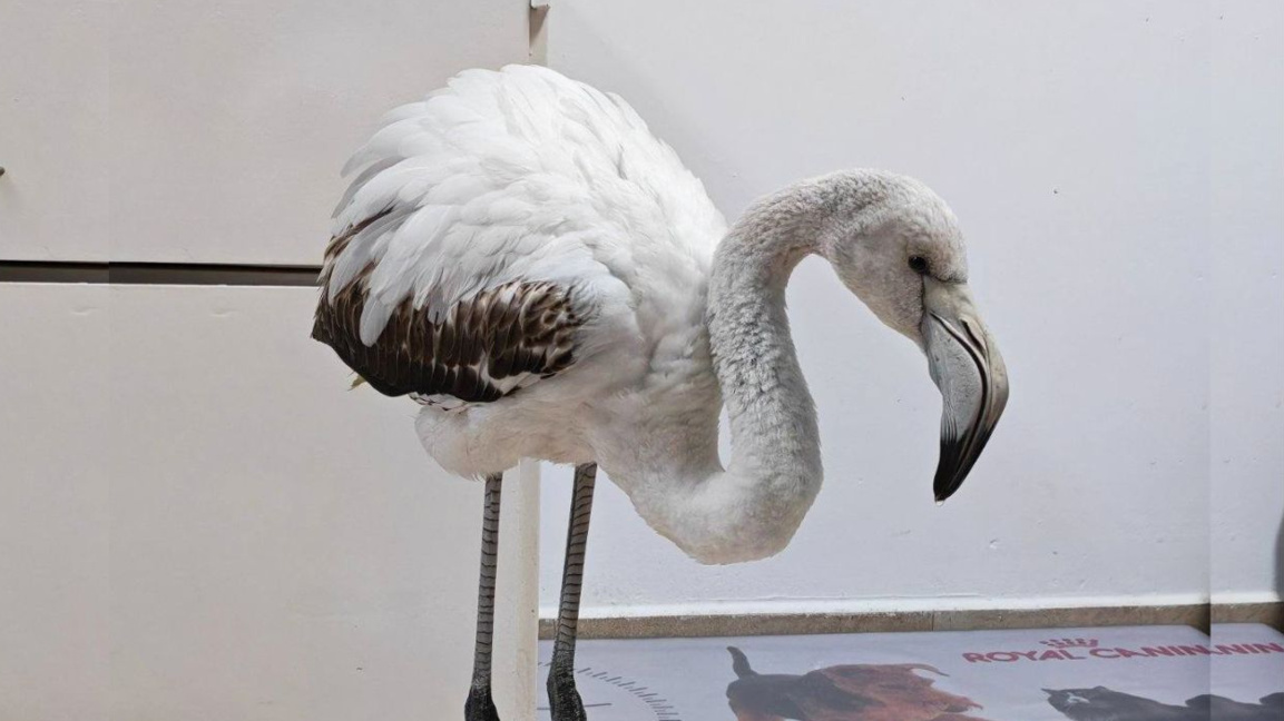 Lost young flamingo was rescued near Bulgaria's Burgas