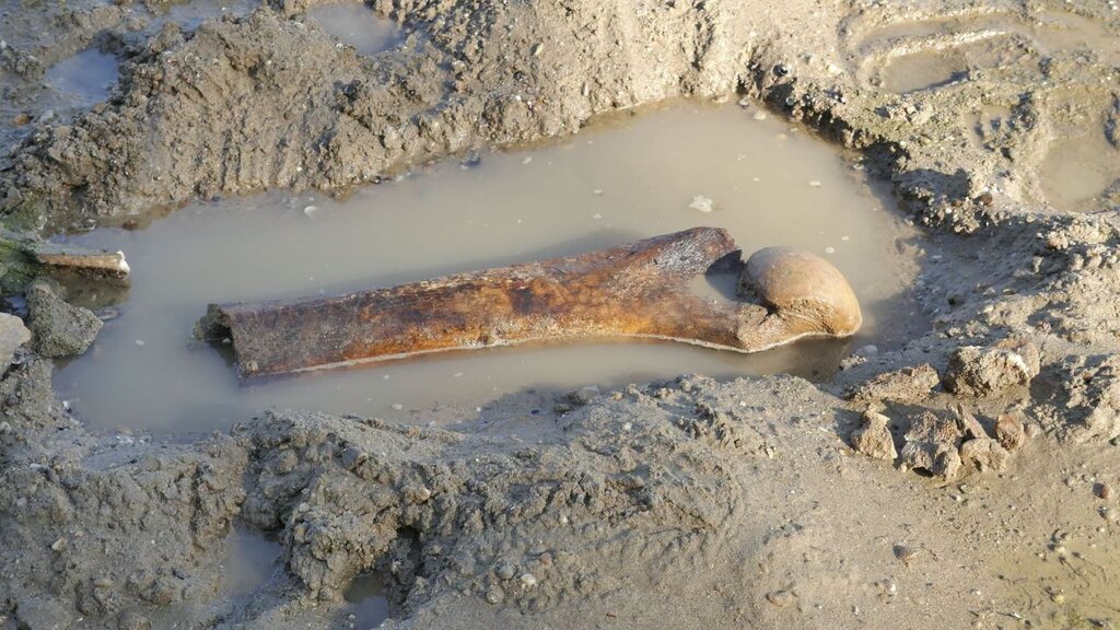 Museum sucht Freiwillige zur Suche nach Artefakten im Niedrigwasser der Donau