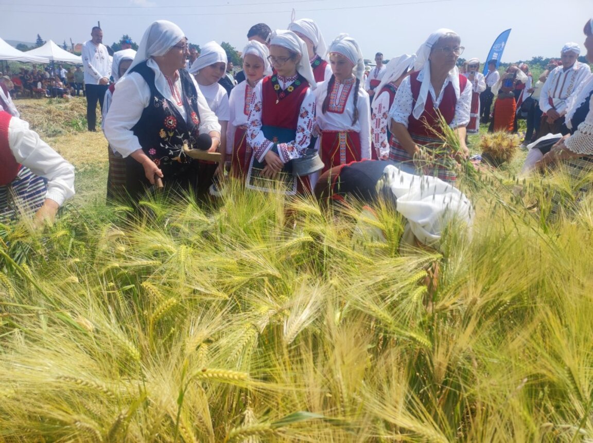Добиви като миналогодишните очакват зърнопроизводителите в Ямболско