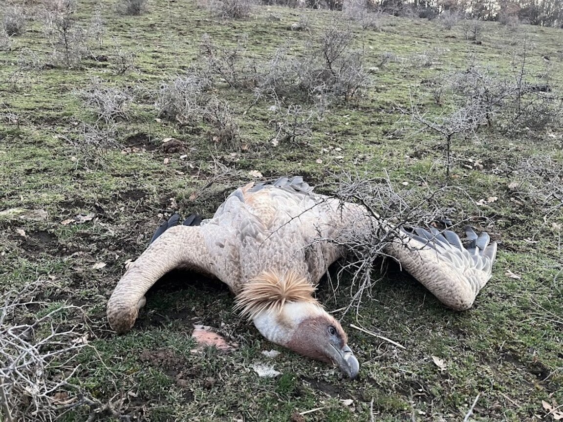 Над 10 белоглави лешояди са се хранили от отровеното животно край Симитли