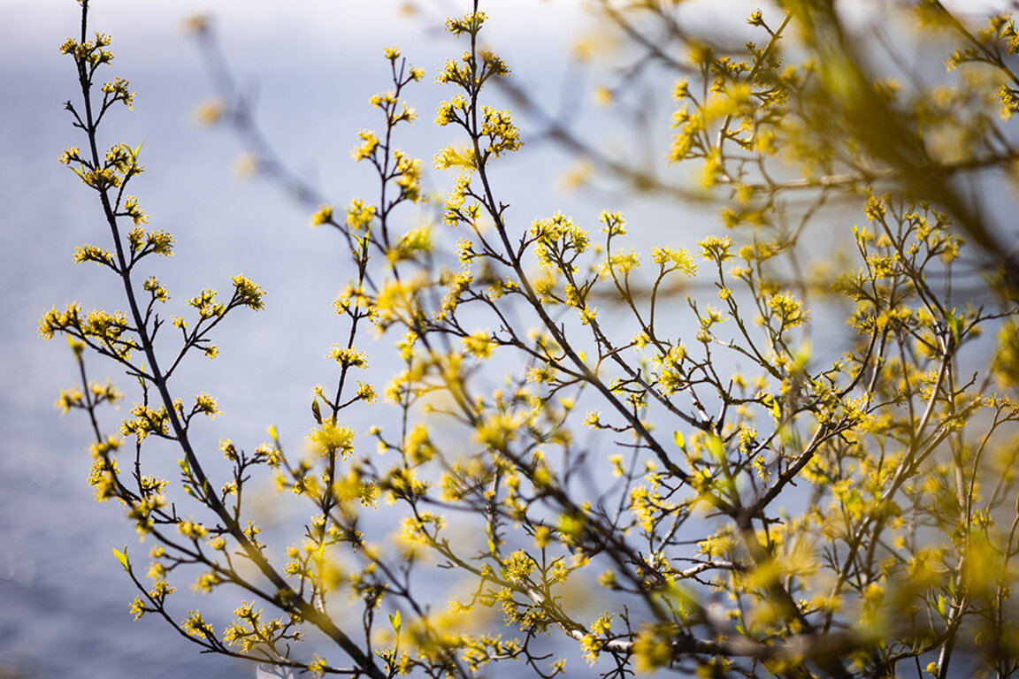 Επιστρέφουν οι ανοιξιάτικες θερμοκρασίες