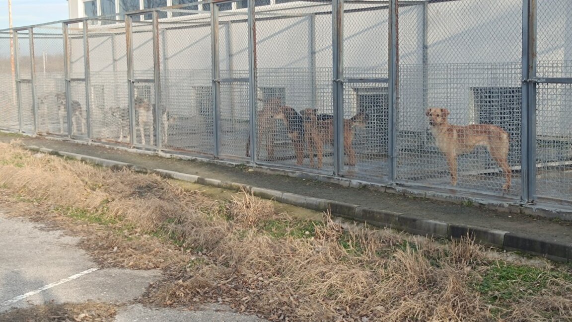 Над 120 са обитателите на Общинския приют за безстопанствени животни в село Могила
