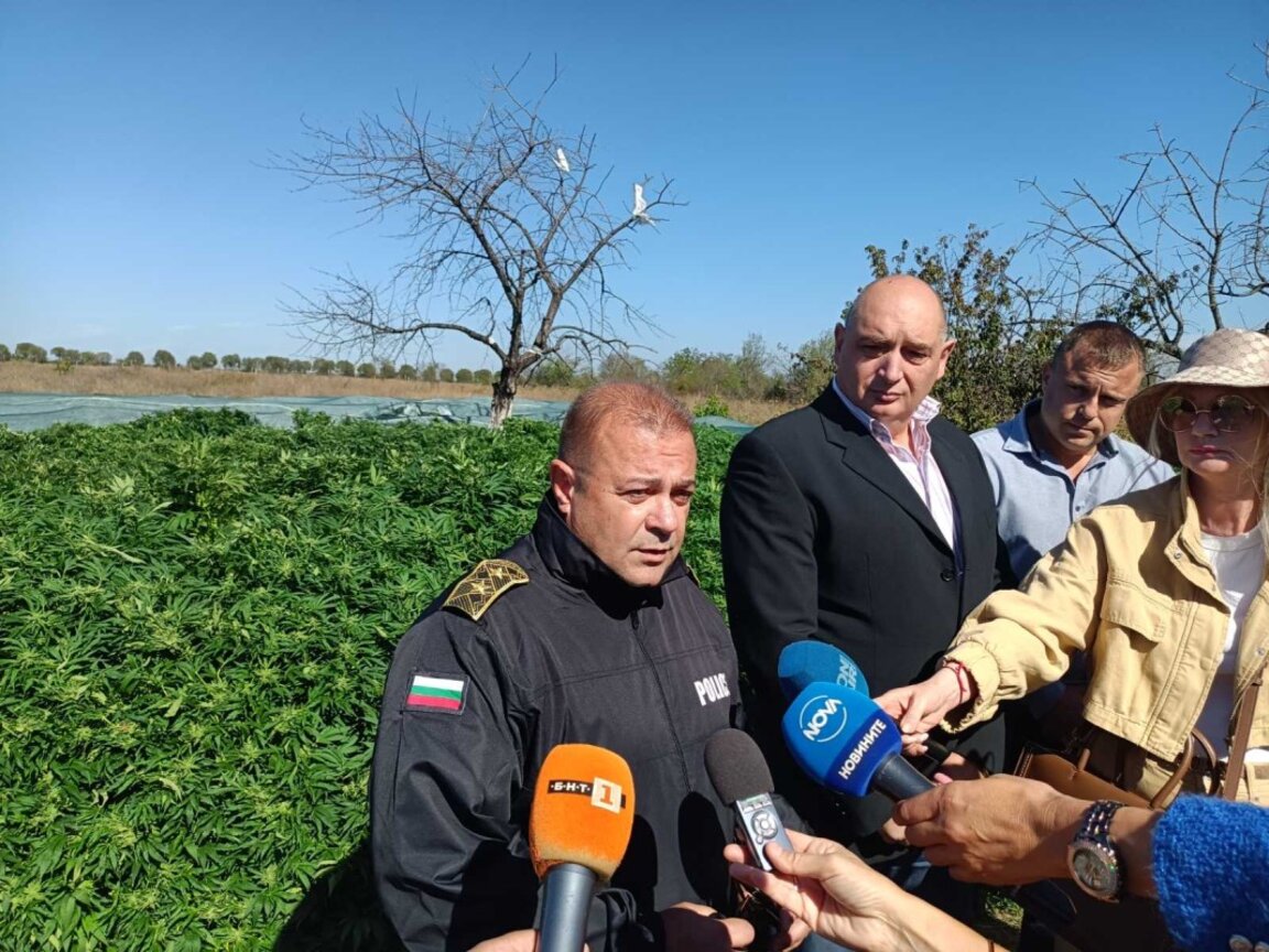 Старши комисар Владимир Маринов разяснява подробности за плантацията с канабис.
