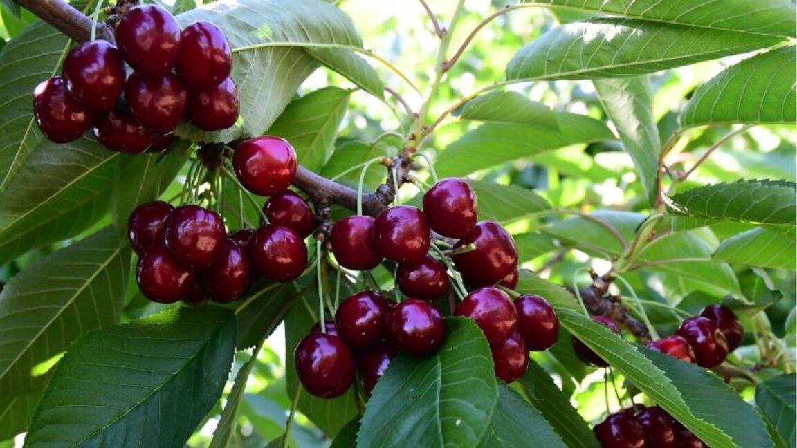 Проблеми със защита от вредител и проект за забрана на традиционни семена притесняват земеделски производители