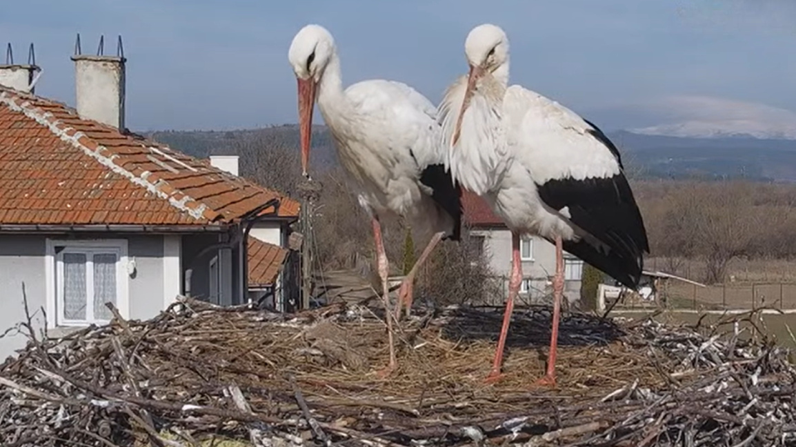 Bulgaristan’ın ünlü leylek çifti  Drago ve Draga’nın yuvasından canlı yayın