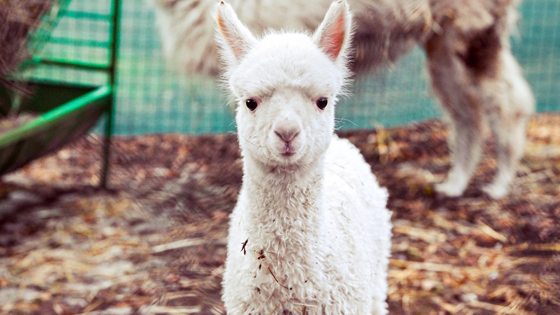 Sofia Zoo has new alpaca