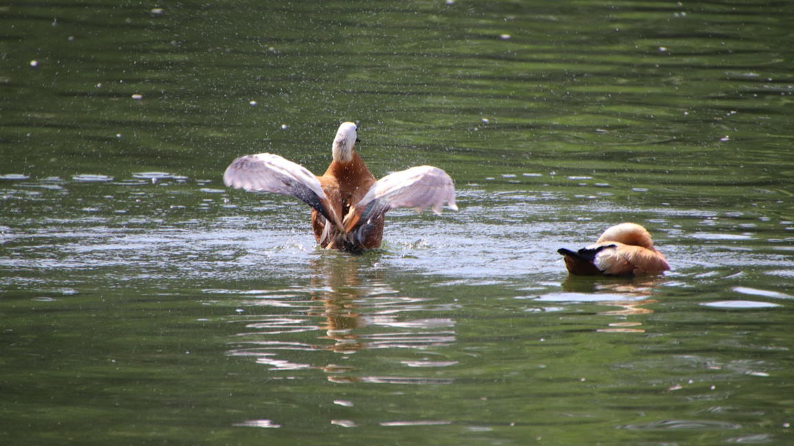 Кога се броят водоплаващите пилци?