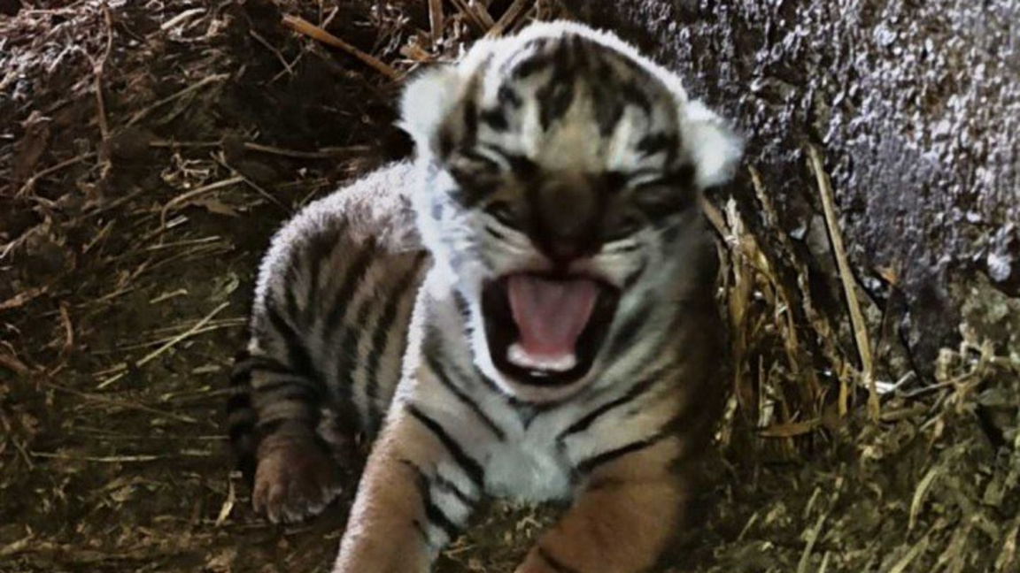 Buscan nombre para el cachorro de tigre de Bengala recién nacido en Stara Zagora