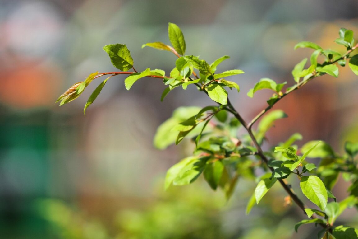 Плугчиева с призив: Освободете горите от партийно-политическото "робство"