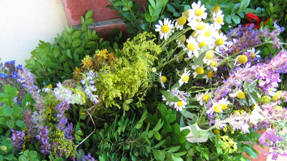 Enyovden celebrated with flowers and herbs in Burgas