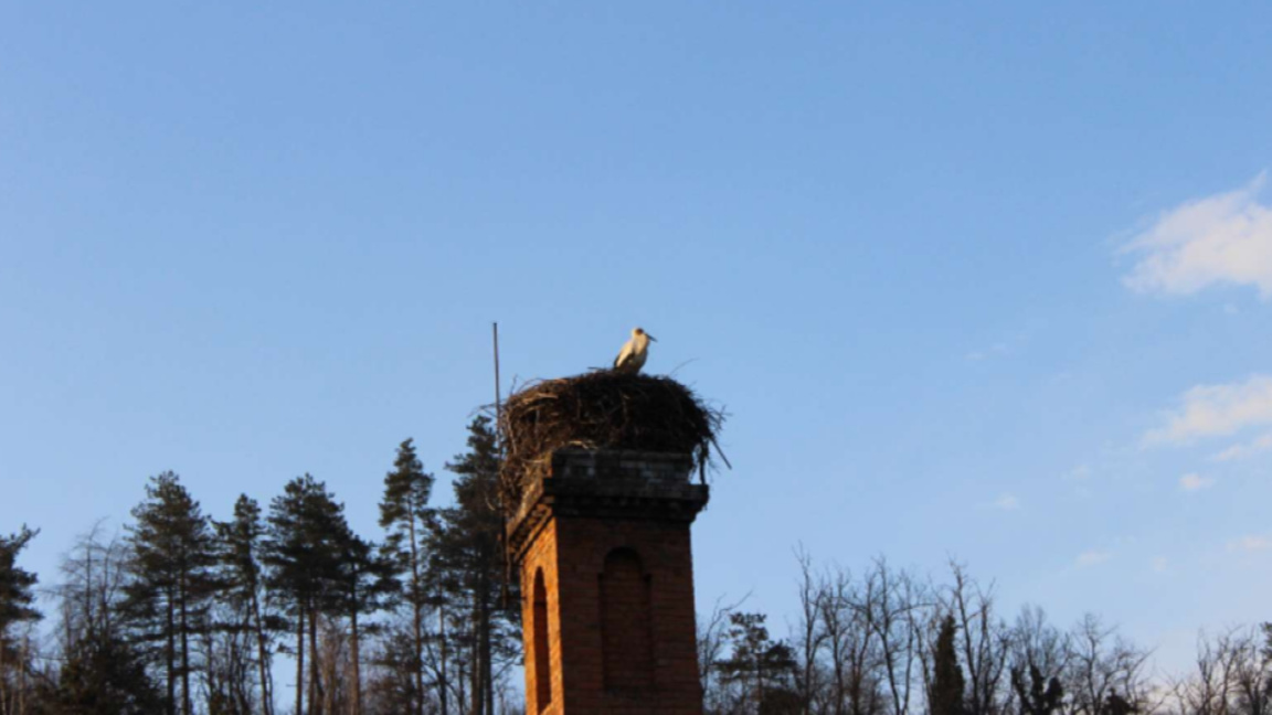 Емблематичният щъркел от Трявна се завърна у дома