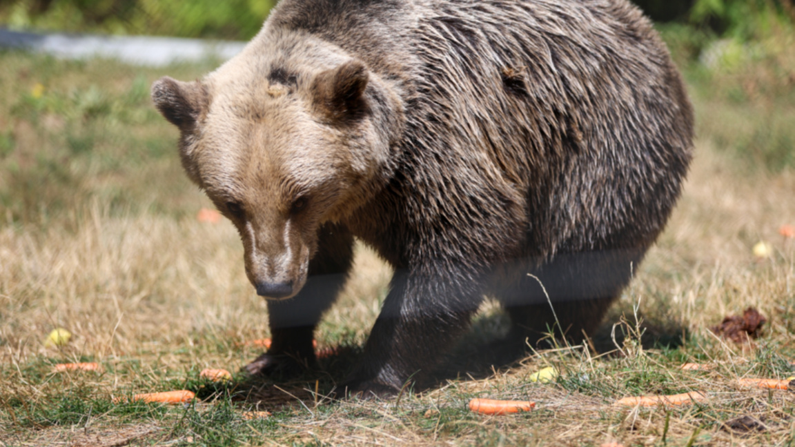 Der Bärenpark in Beliza rettet seit 25 Jahren Tiere in Not