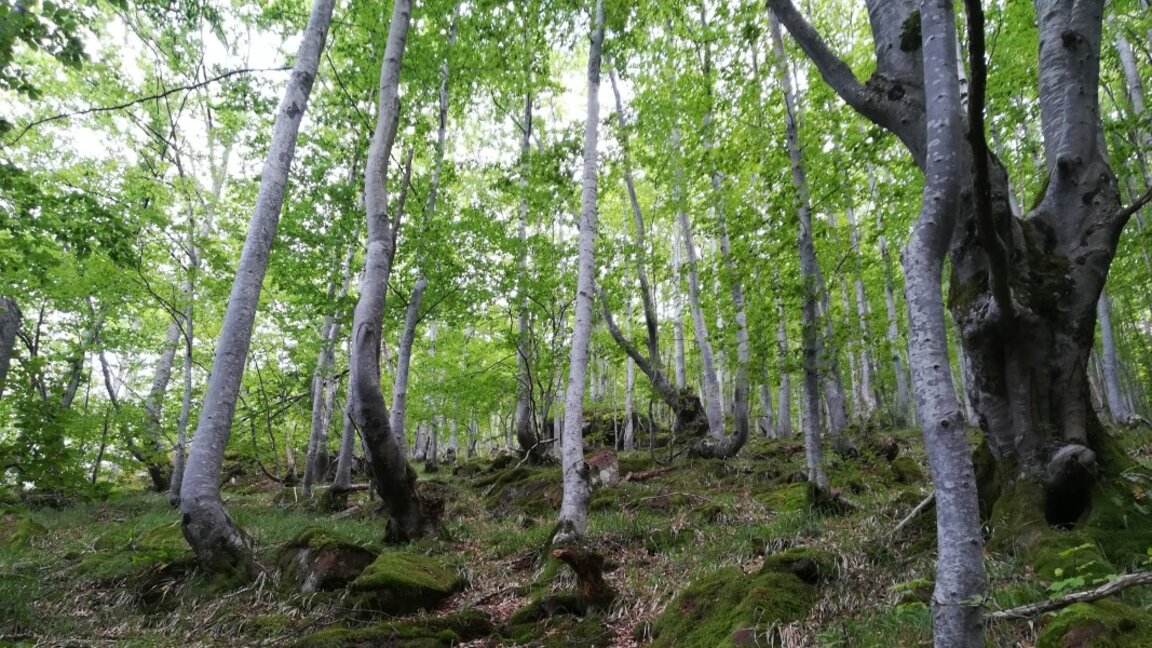 Северозападът ще отбележи "Седмицата на гората"