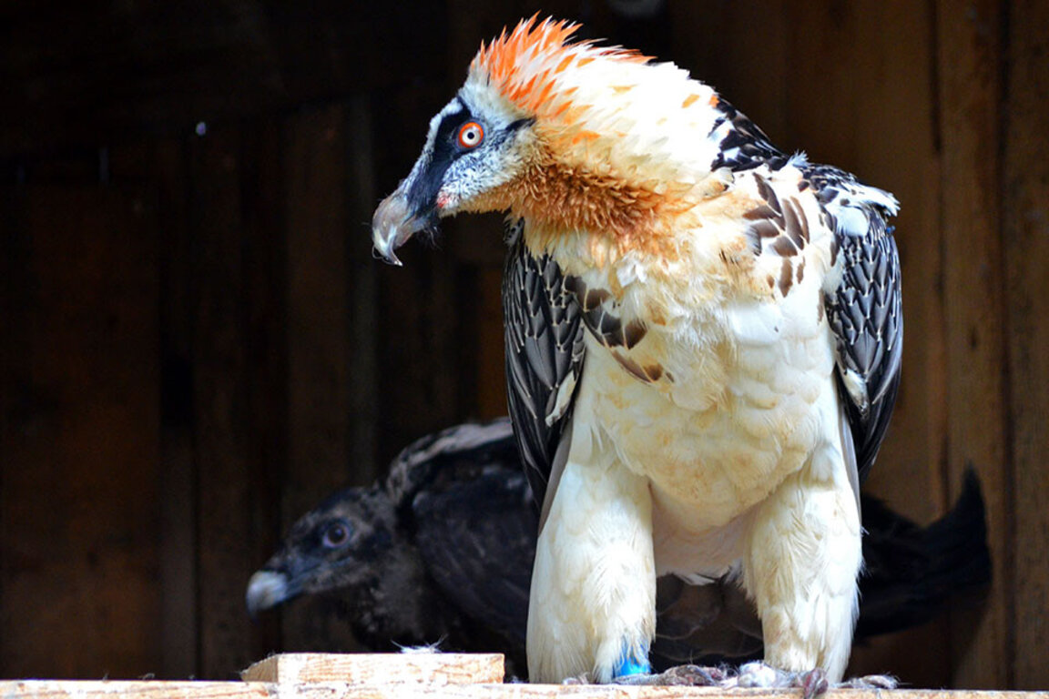 Брадат лешояд